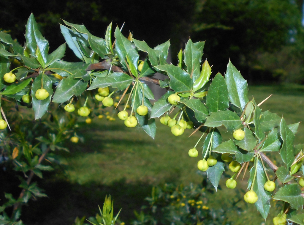 Berberis candidula flower and leaves