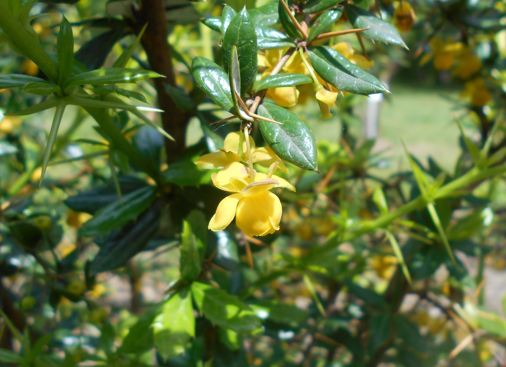 Berberis candidula flower and leaves