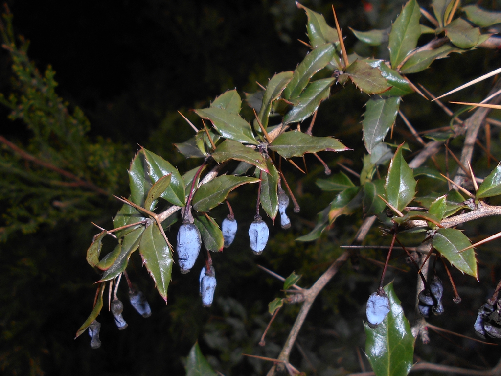 Berberis candidula leaves