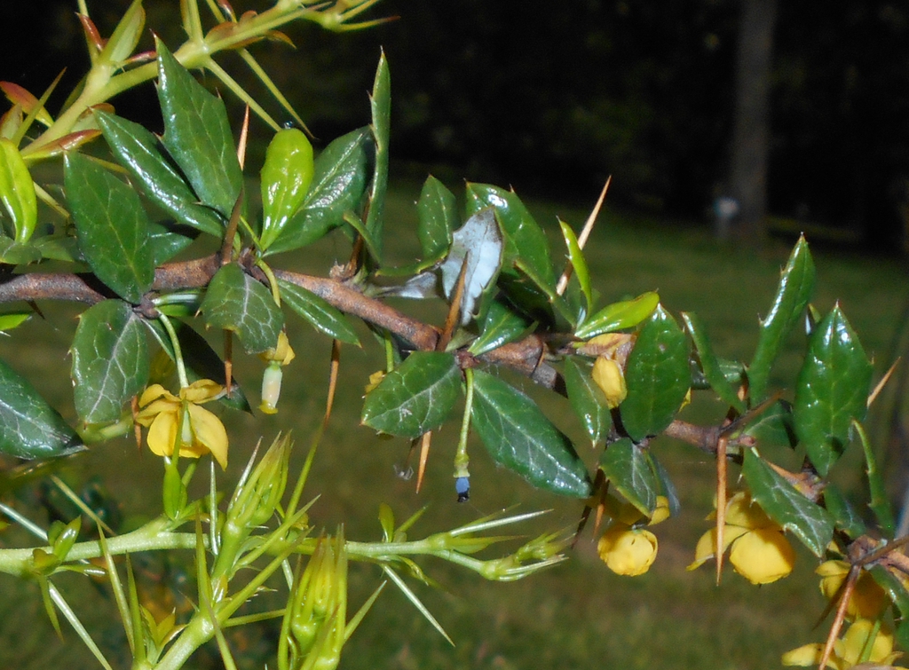 Berberis candidula bark and leaves
