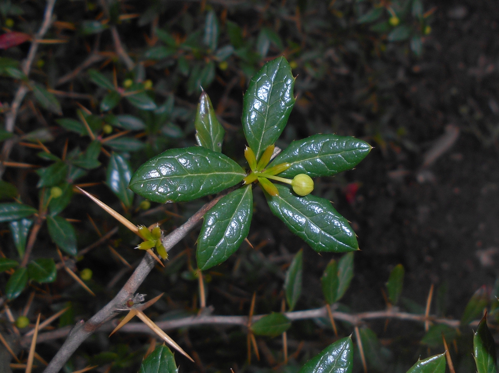 Berberis candidula leaves and bark