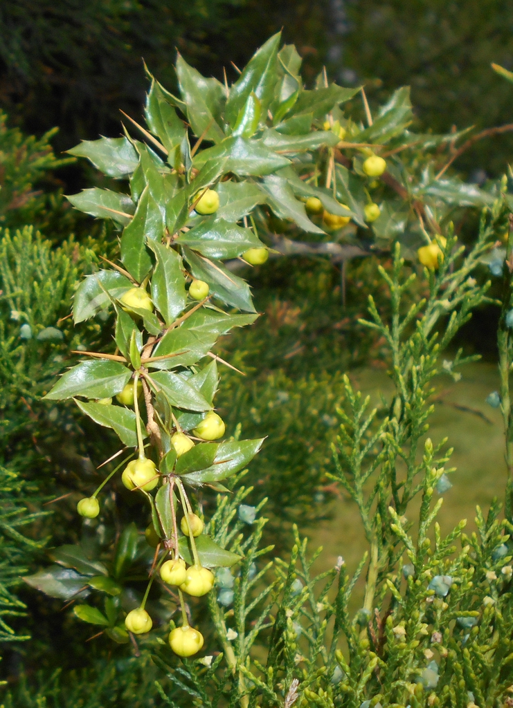 Berberis candidula leaves and flowers