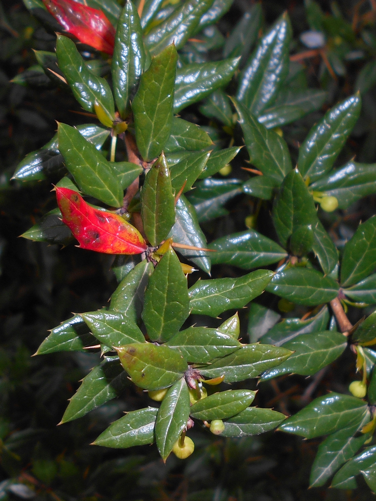 Berberis candidula leaves