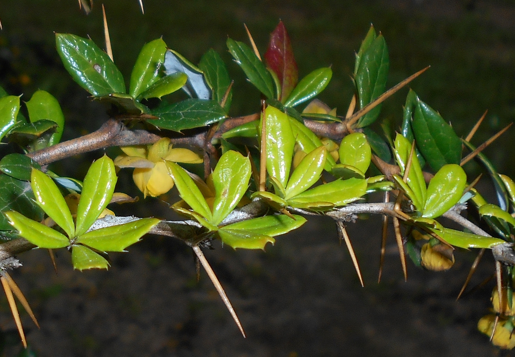 Berberis candidula leaves, bark, and flowers