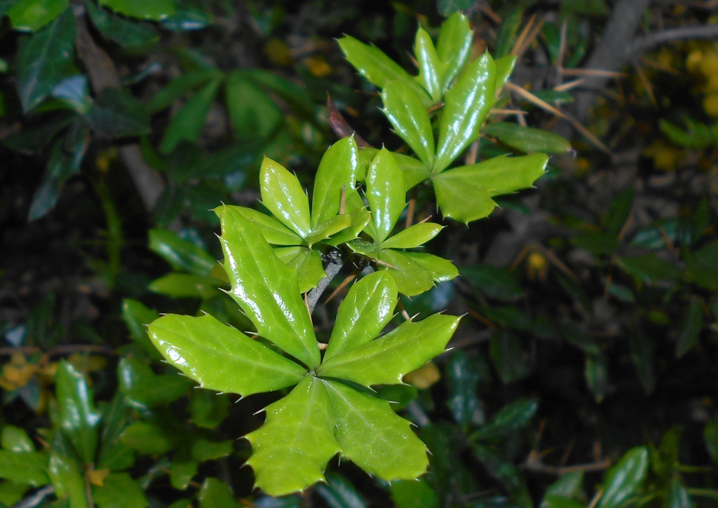 Berberis candidula leaves