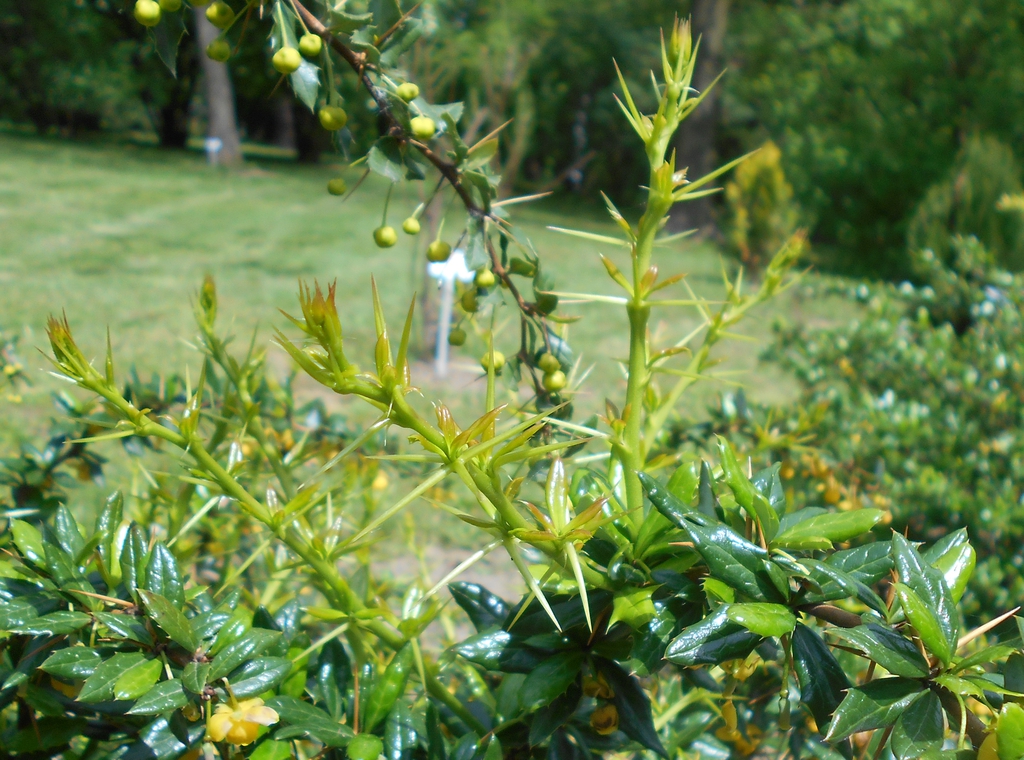 Berberis candidula stems