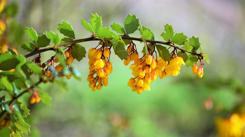 Leafy branch with clusters of yellow flowers.