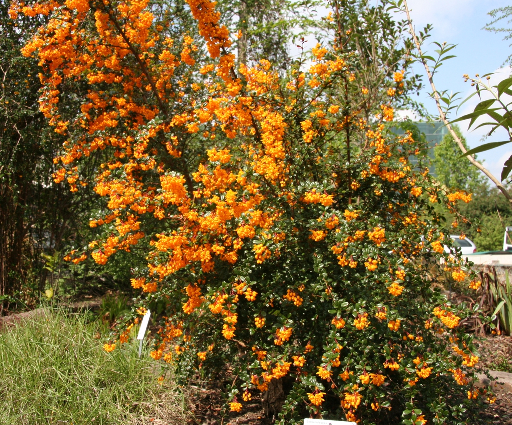 flower and leaves