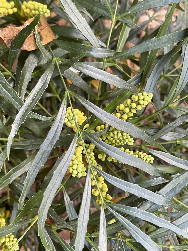 Cmpound leaf with yellow flowers