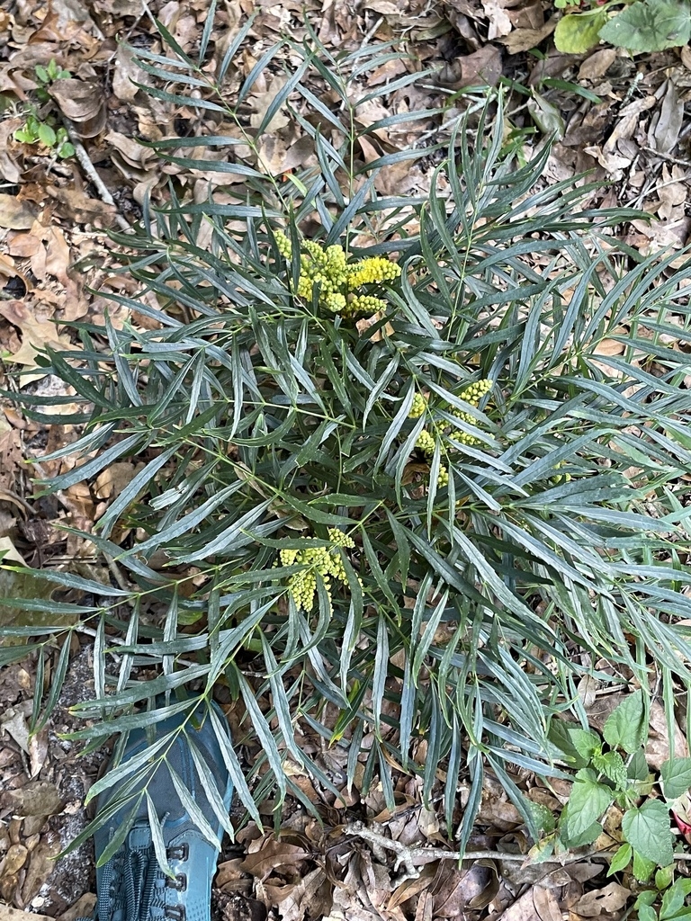 Form of shrub with yellow flowers