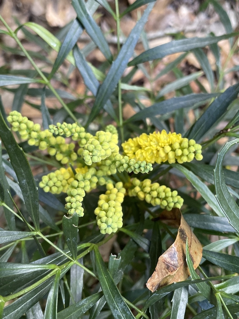 Yellos flowers in a cluster