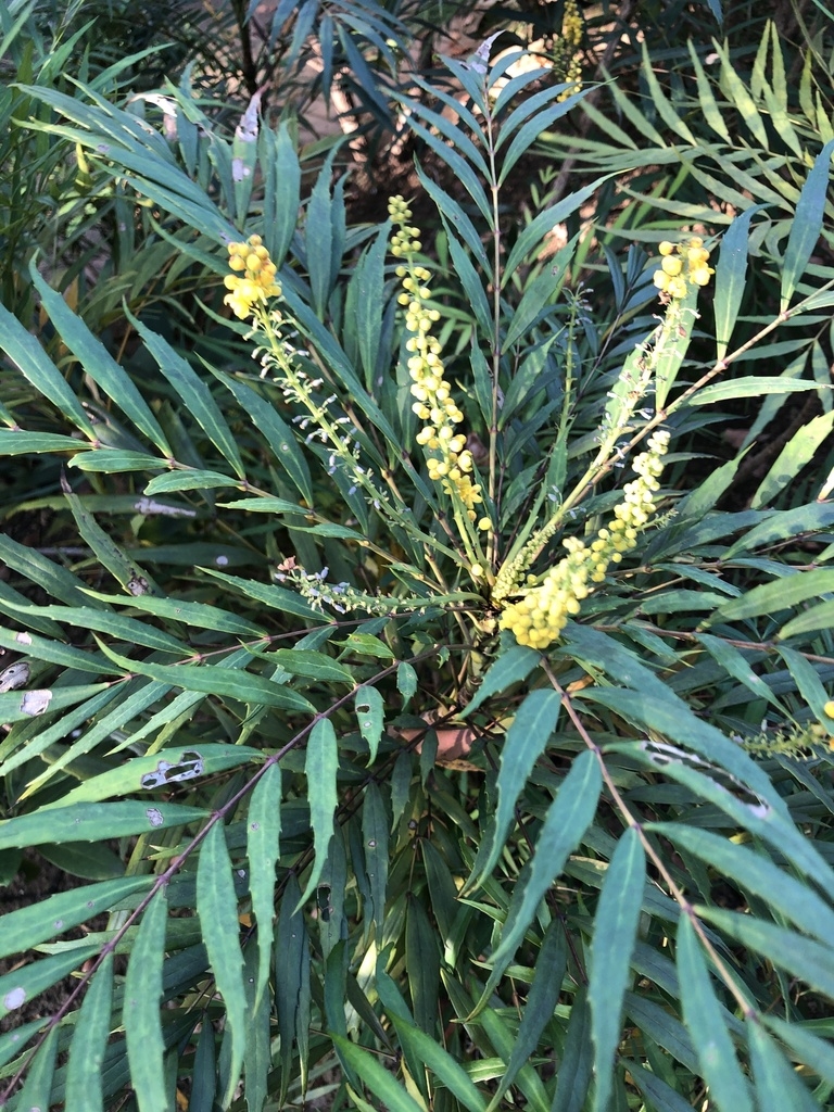 Green compound leaves and clusters of yellow flowers