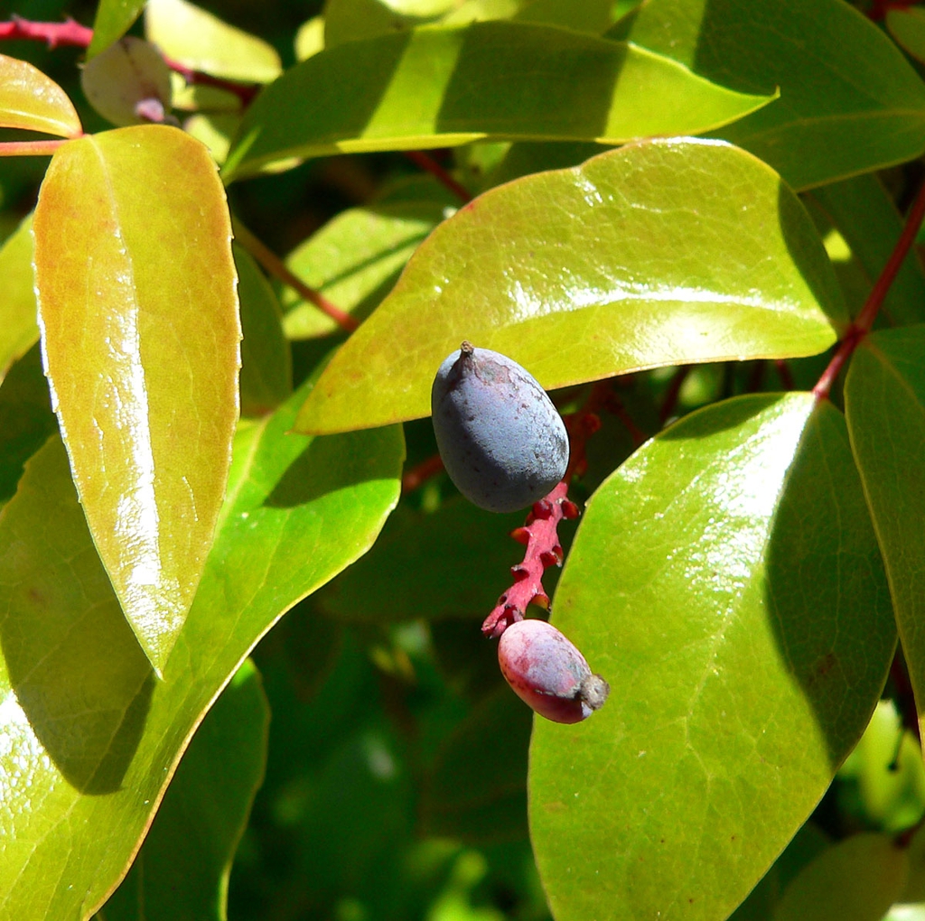 leaves