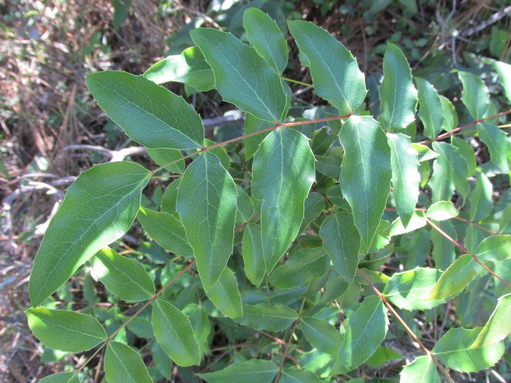 Compound leaf with 7 leaflets