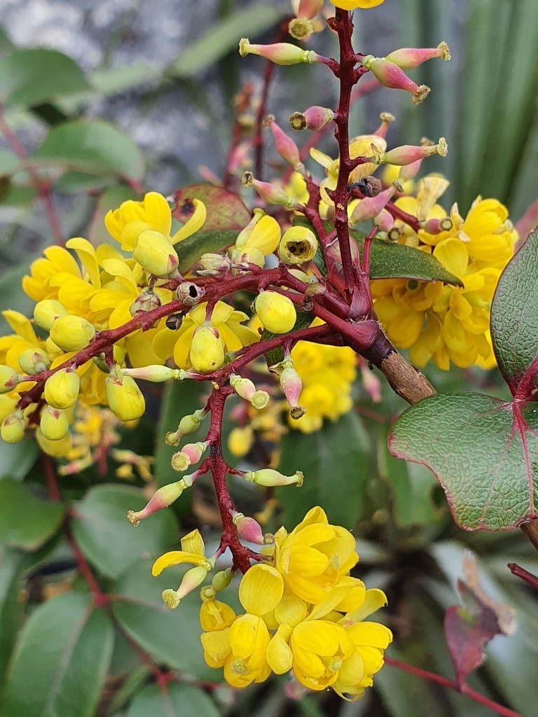 Yellow flowers in clusters