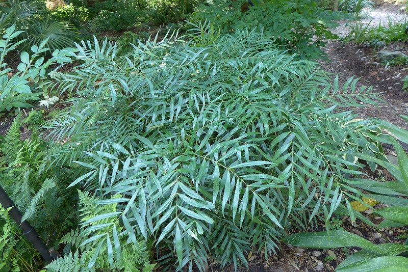 Shrub with bluish pinnately compound leaves.