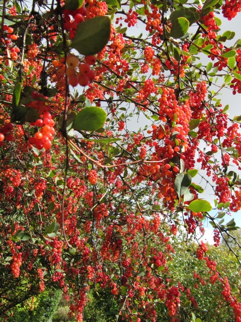 Leafy shoots with small, translucent red berries.