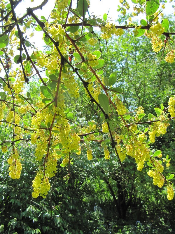Leafy shoots with small yellow flowers.