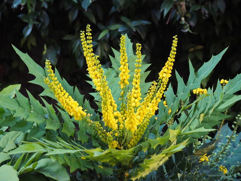 Shoot apex with compound leaves & racemes of yellow flowers.