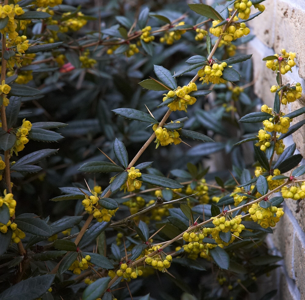Berberis julianae flowers and leaves