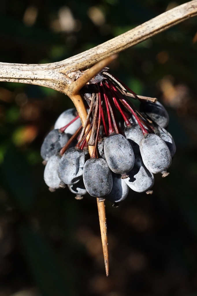 Berberis julianae