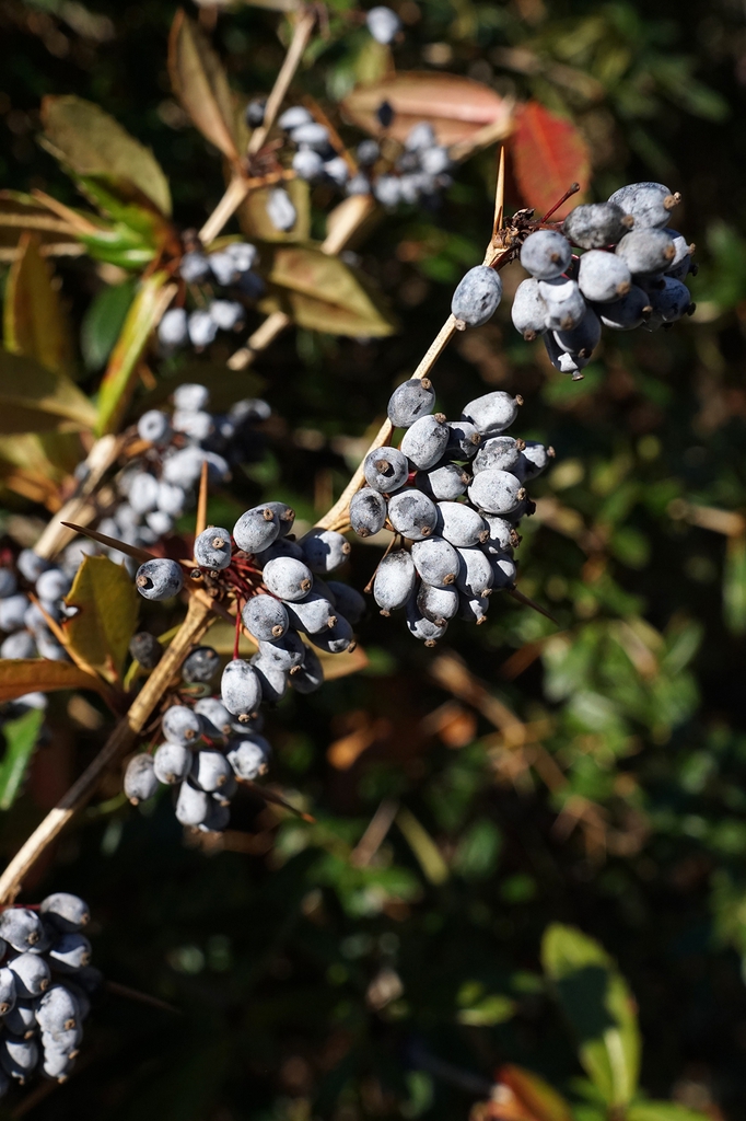 Berberis julianae