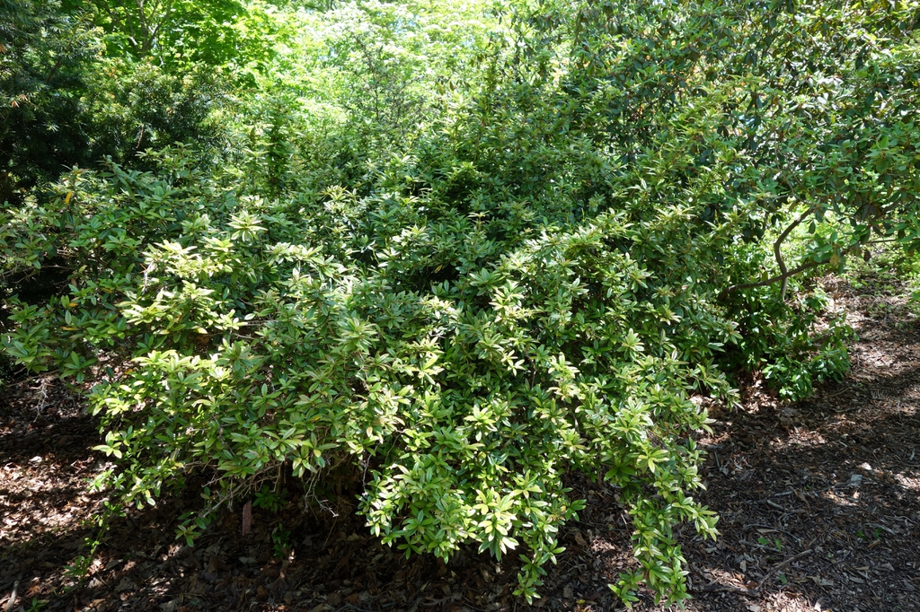 Berberis julianae 'Nana' form