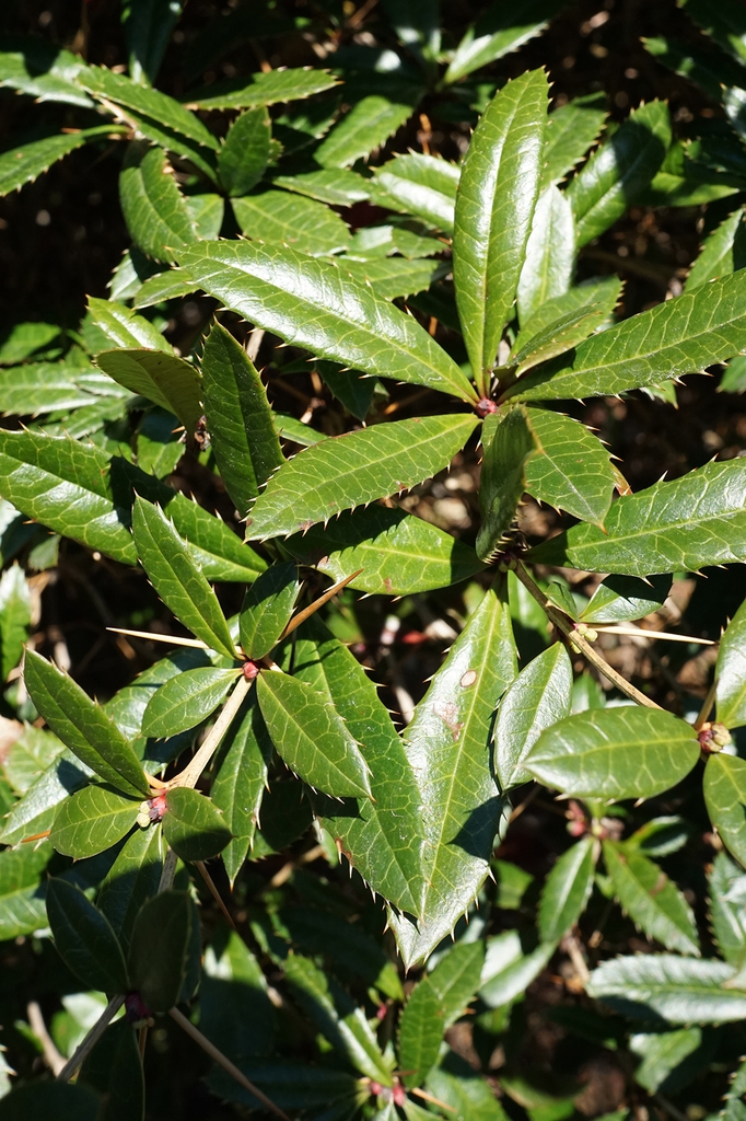 Berberis julianae