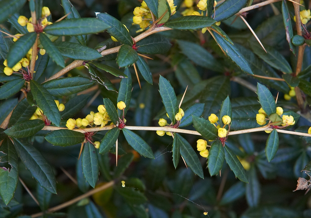 Berberis julianae