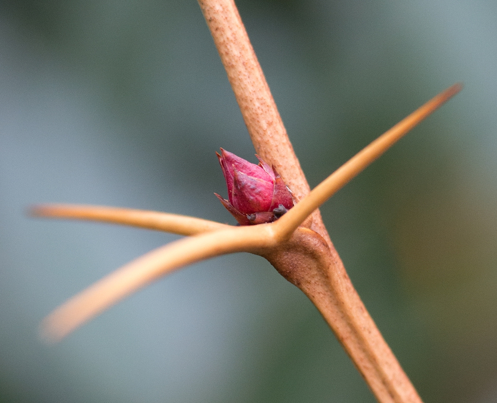 Berberis julianae