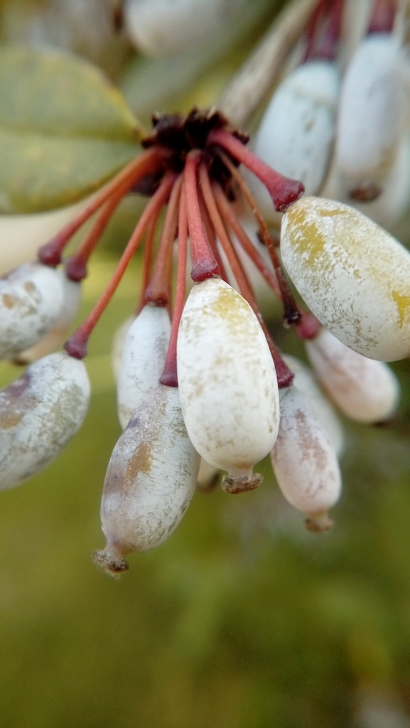 Berberis julianae
