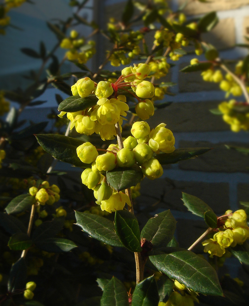Berberis julianae