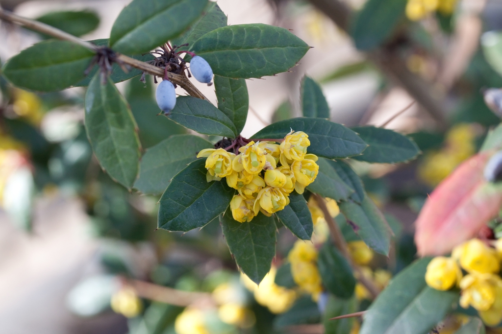 Berberis julianae flowers and fruits