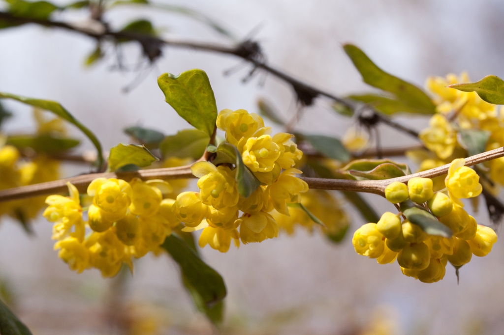 Berberis julianae flower buds