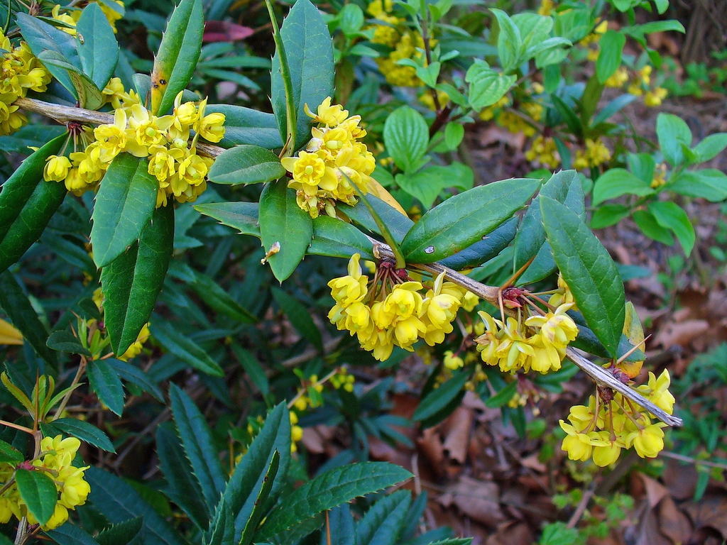 Berberis julianae flowers, stem, and leaves