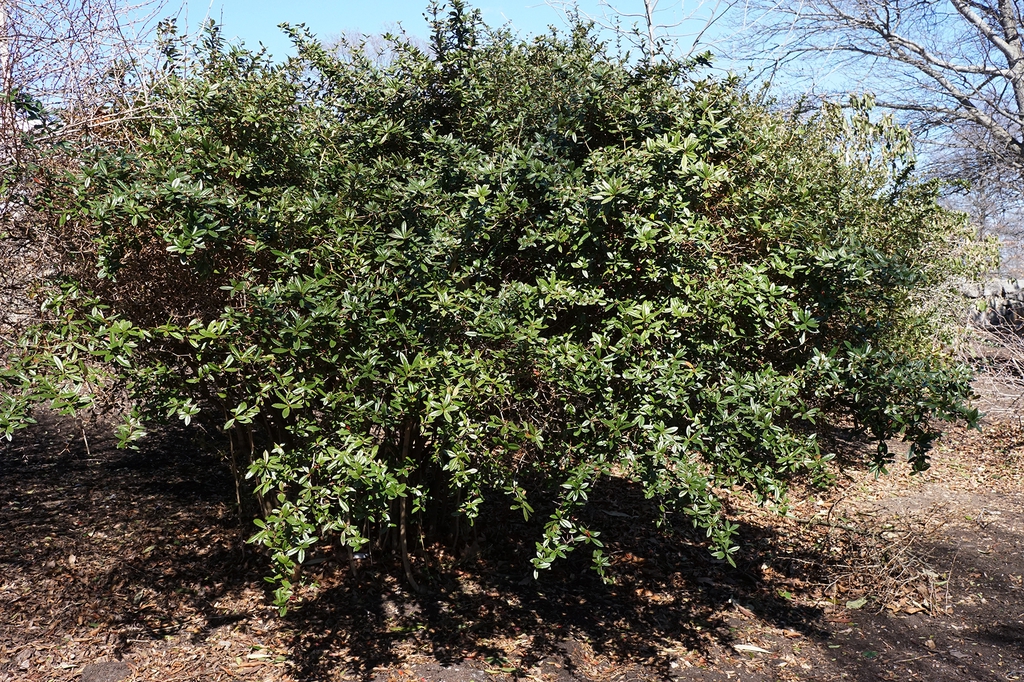 Berberis julianae form