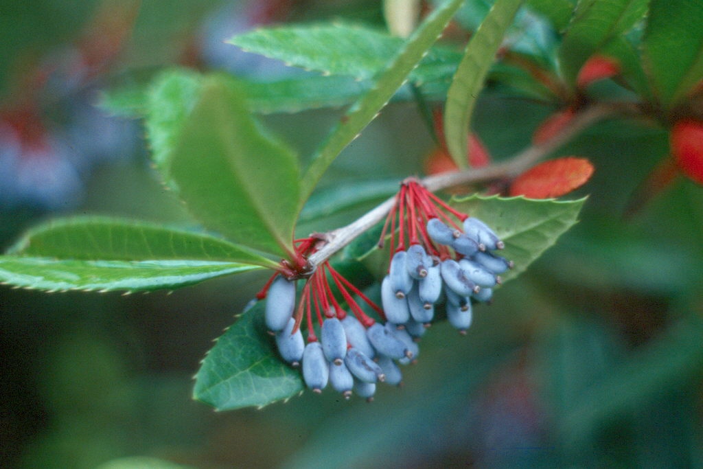Berberis julianae fruit
