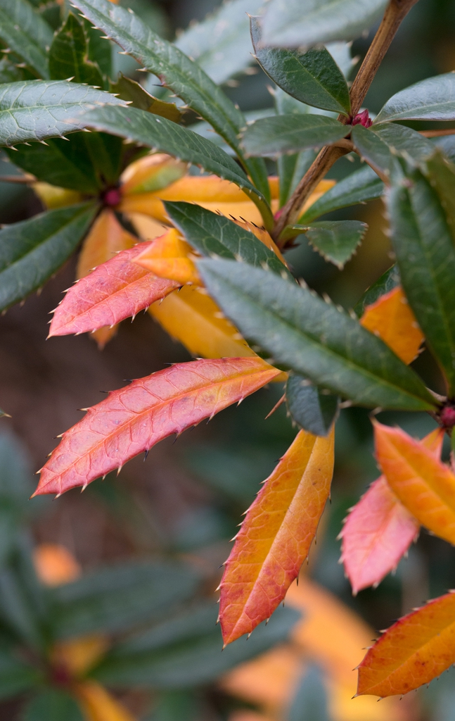 Berberis julianae leaves