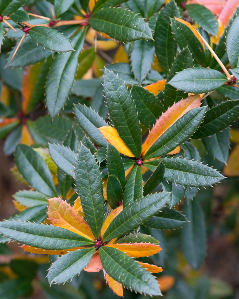 Berberis julianae leaves