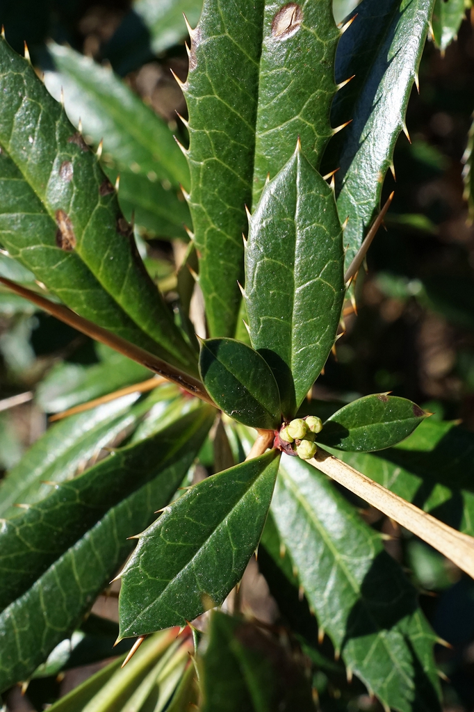 Berberis julianae leaves