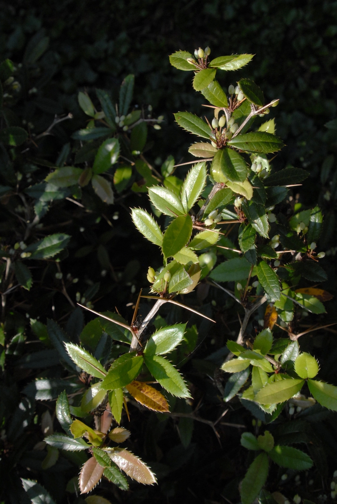 Berberis julianae