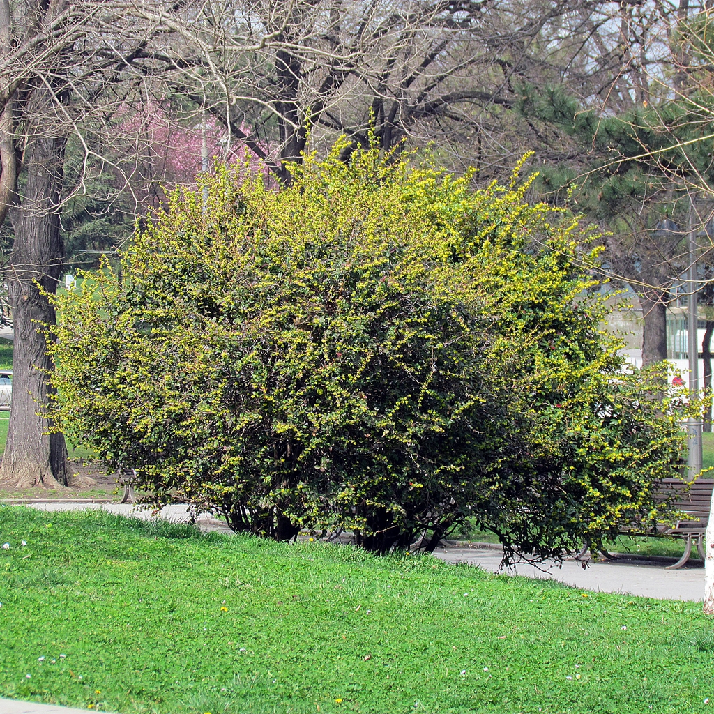 Shrub in Flower