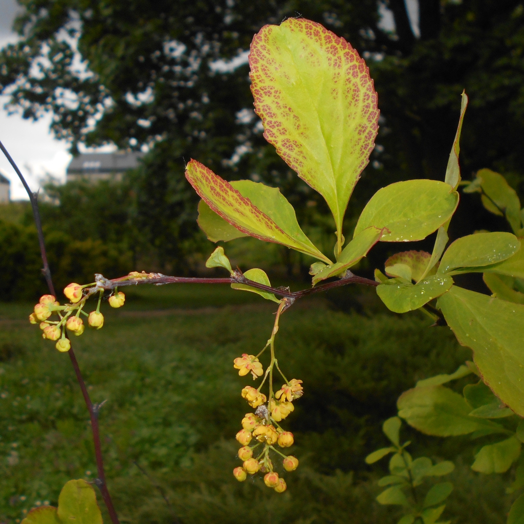 Berberis koreana