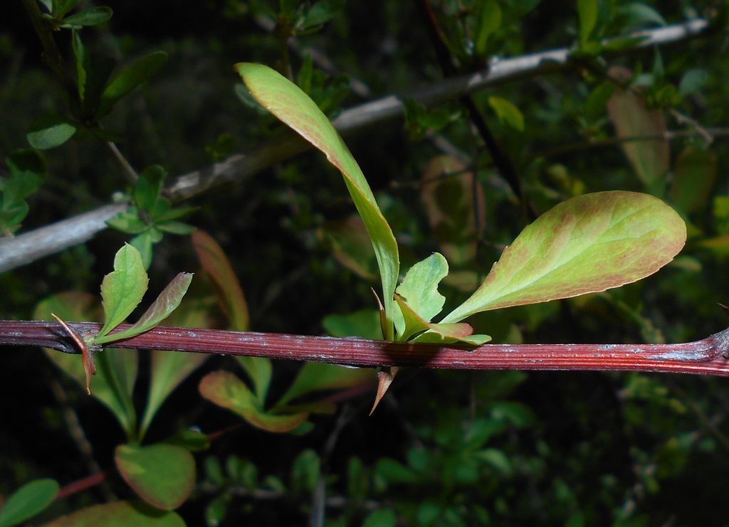 Berberis koreana
