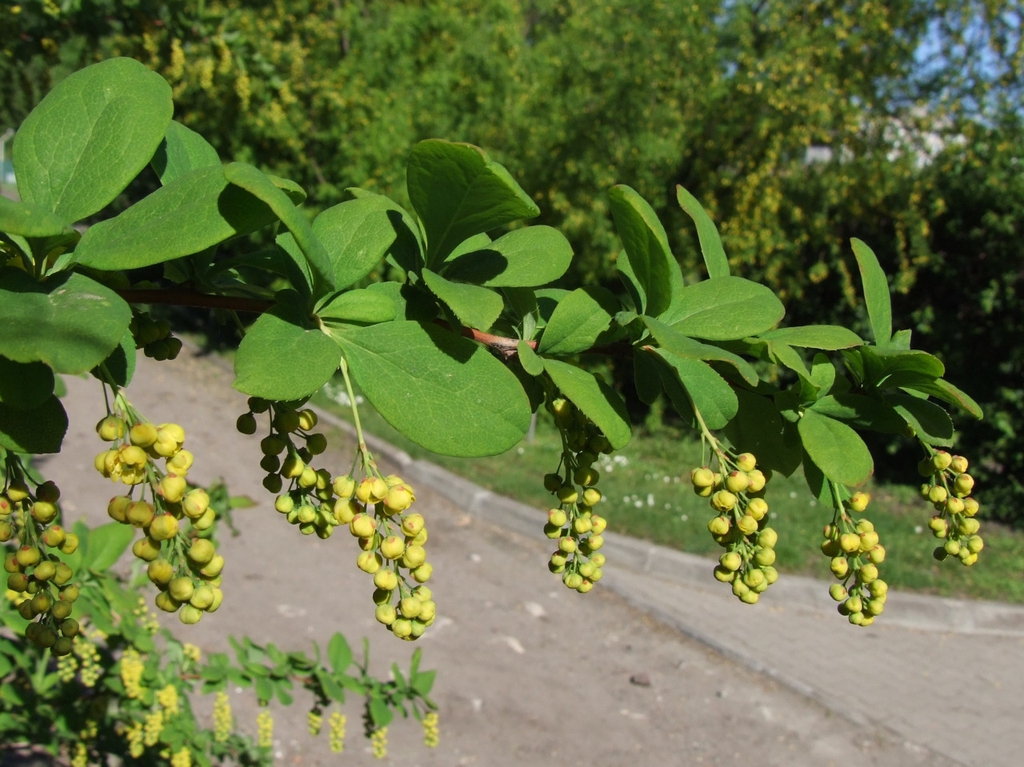 Berberis koreana