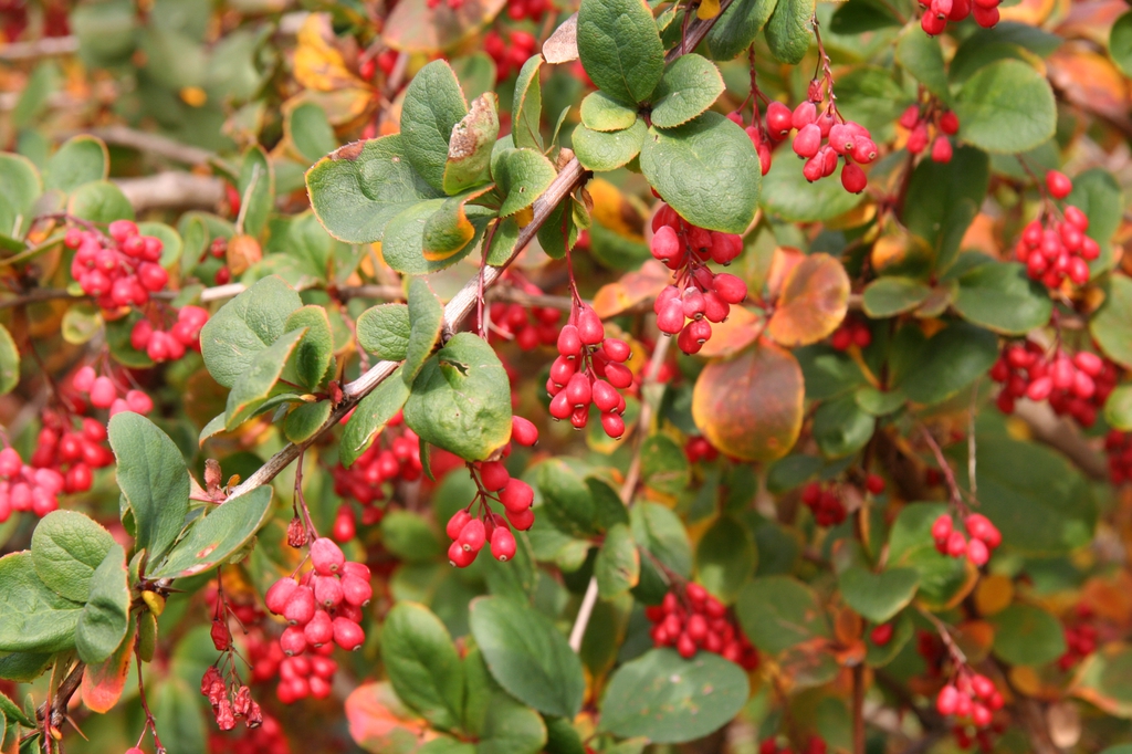 Berberis koreana
