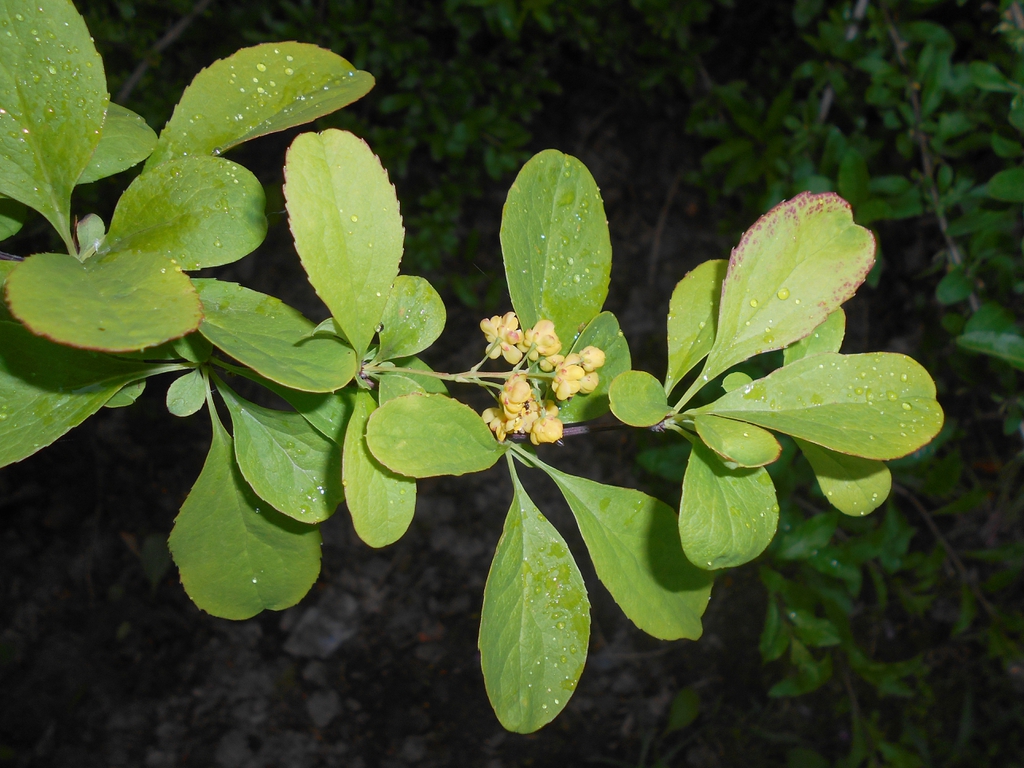 Berberis koreana