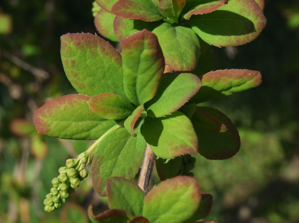 Berberis koreana close up of leaves
