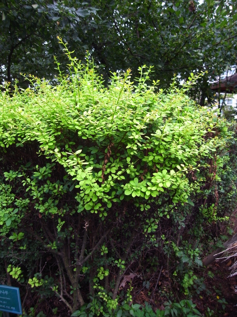 Berberis koreana form
