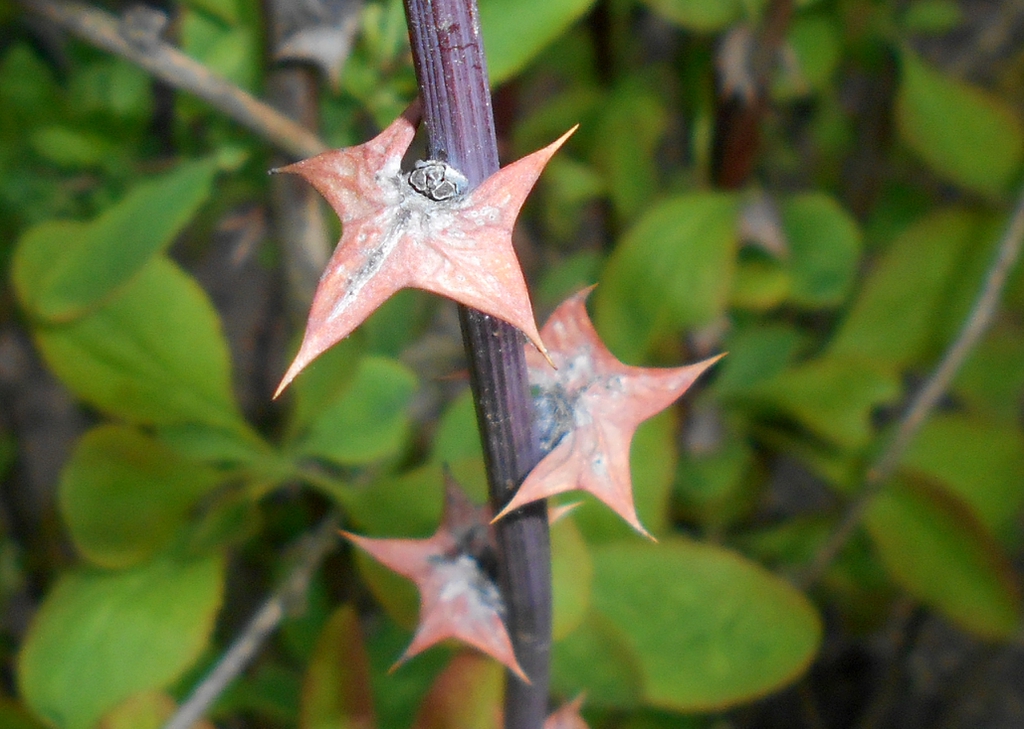 Berberis koreana stem